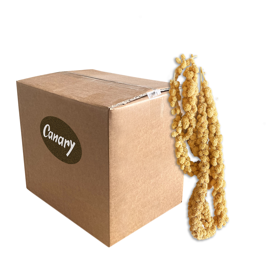 PANICO in SPIGHE - immagine 3