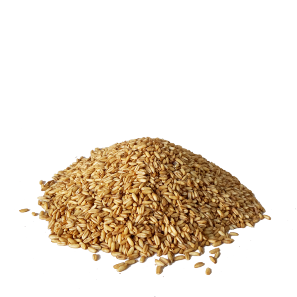 AVENA DECORTICATA