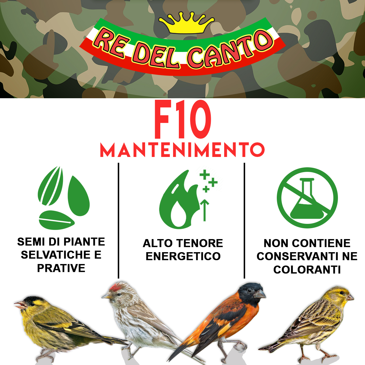 F10 - paté spinus mantenimento - immagine 6