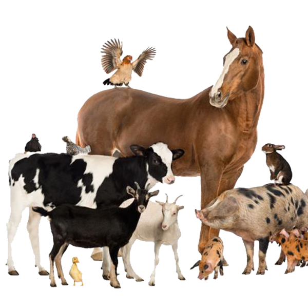 Animali da Fattoria