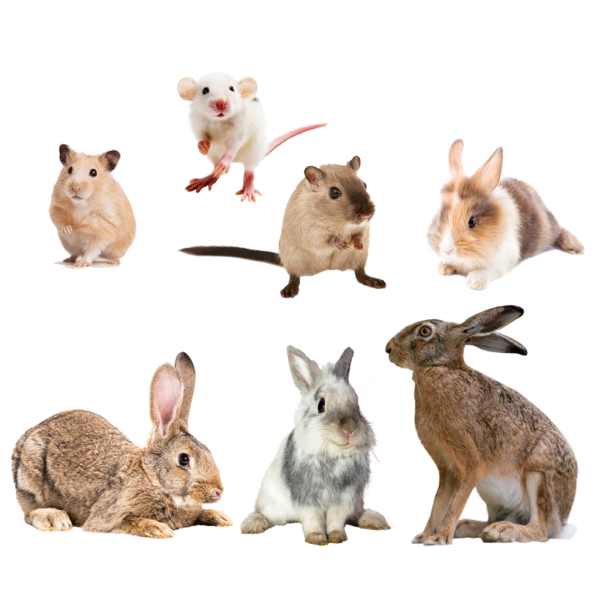 Roditori e Lagomorfi